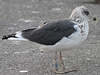 1cy argenteus in November, ringed in Belgium. (25637 bytes)